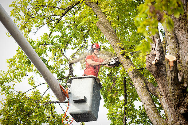 Trusted Tallapoosa, GA Tree Care Services Experts